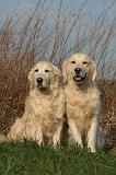 GOLDEN RETRIEVER 1046